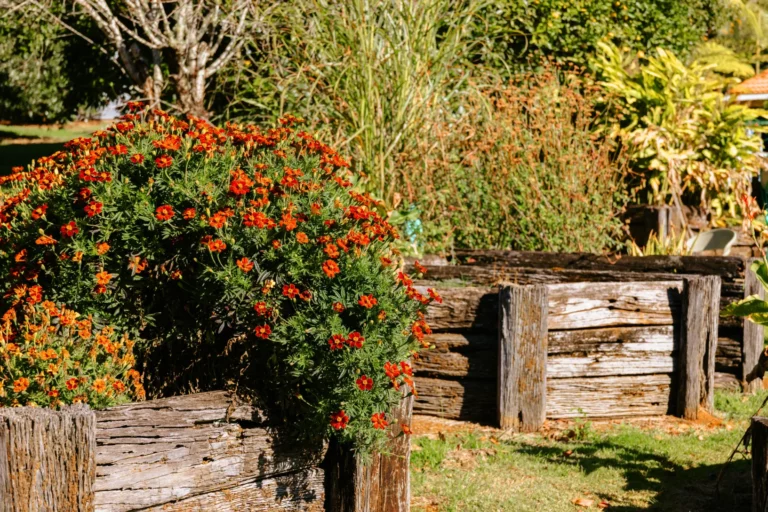 A garden with Marigold flowers