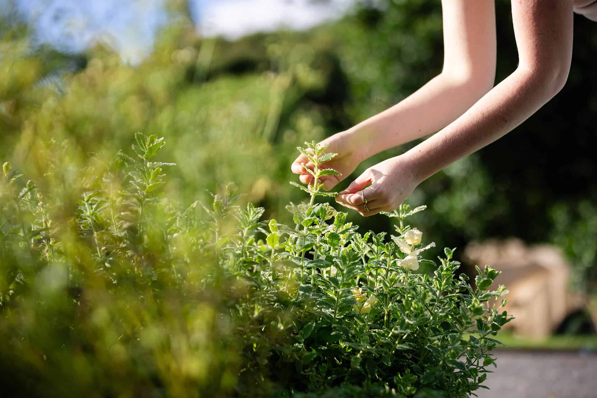 PalladiumPrivate-393-1