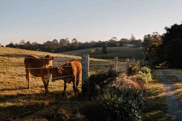 Cows In a Paddock