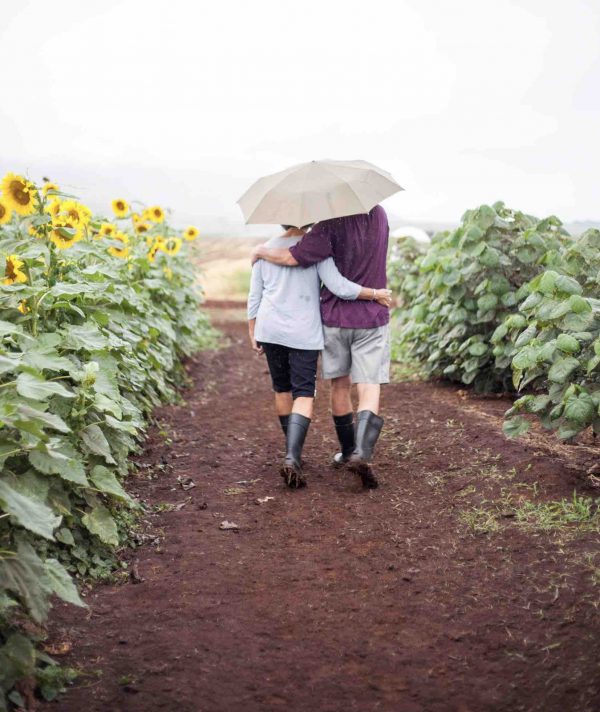 couple walking in sunflower field