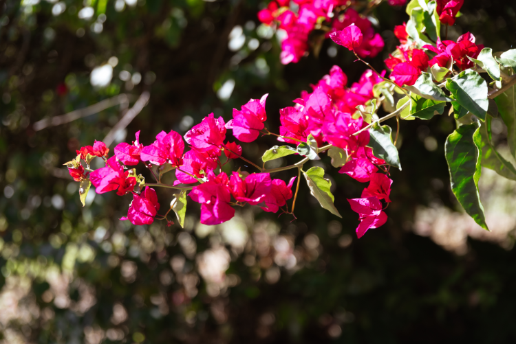 Bright pink Bouganvillea flowers