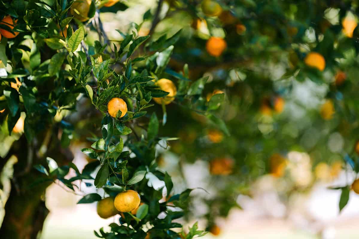 Lemons1-1.jpg